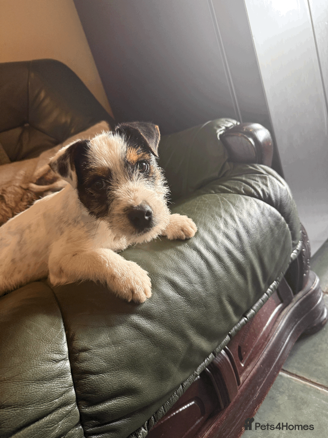Jack Russell dogs for sale: Proper Jack Russell Puppy For Sale - Image 3