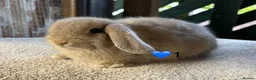 Mini Lop rabbits for sale: Mini lop litter in Newcastle upon Tyne - Advert 5