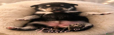 Rosy 