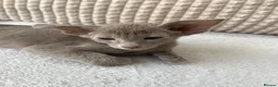 Oriental cats for sale: Exceptional show quality Orientals and Siamese  - Advert 12