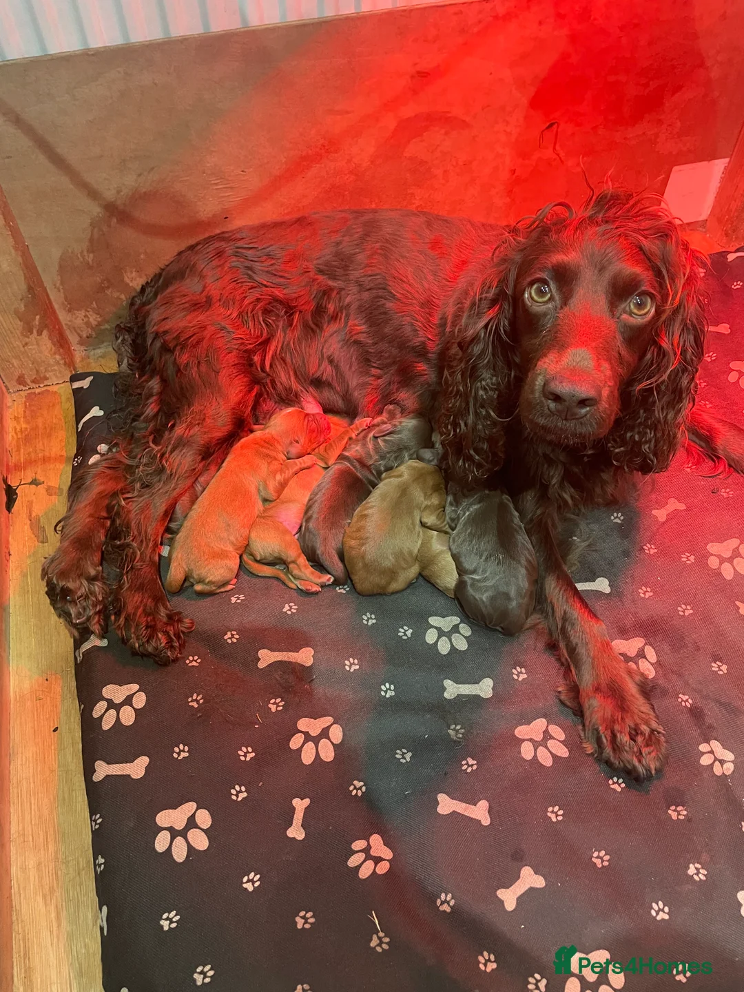 Cocker Spaniel dogs for sale: Stunning Cocker Spaniels  - Advert 2