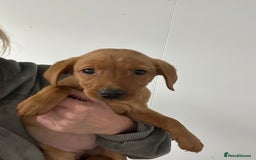 Labrador Retriever dogs for sale: Kc reg. Red lab pups. Ready 26 Oct  - Image 1