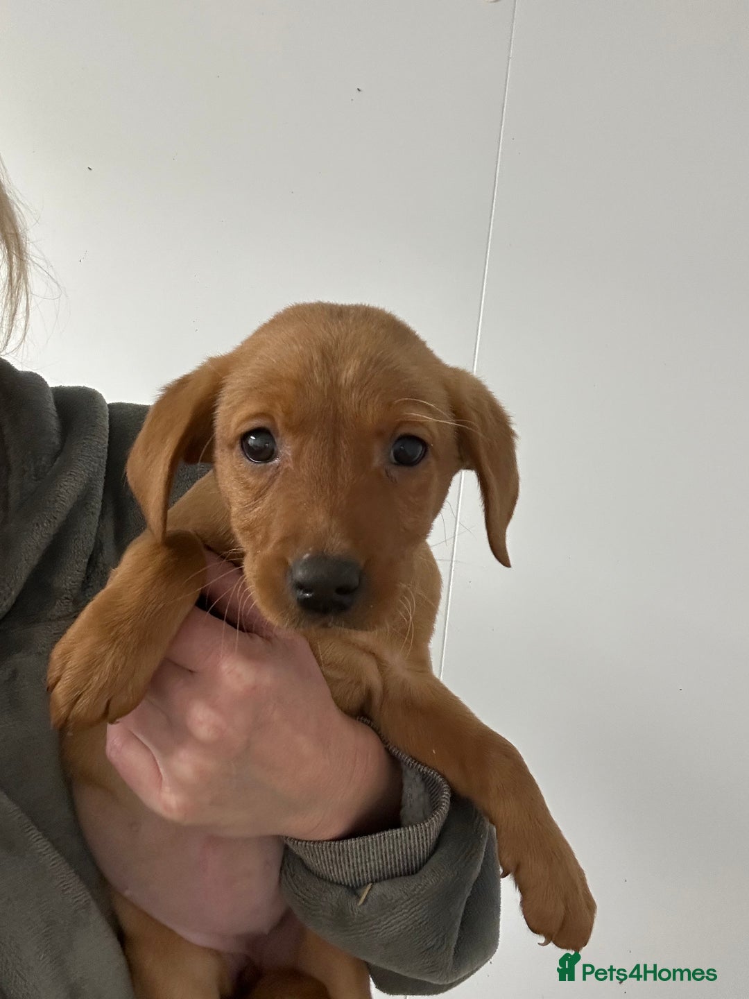 Labrador Retriever dogs for sale: Kc reg. Red lab pups. Ready 26 Oct  - Image 1