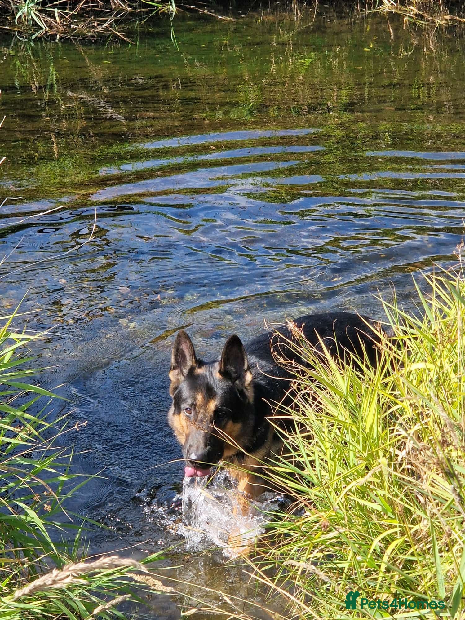 German Shepherd dogs German Shepherd  - Advert 1