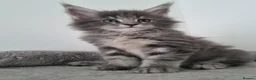 Maine Coon cats for sale: King size Purebred Maine Coon kittens  in Glasgow - Advert 17