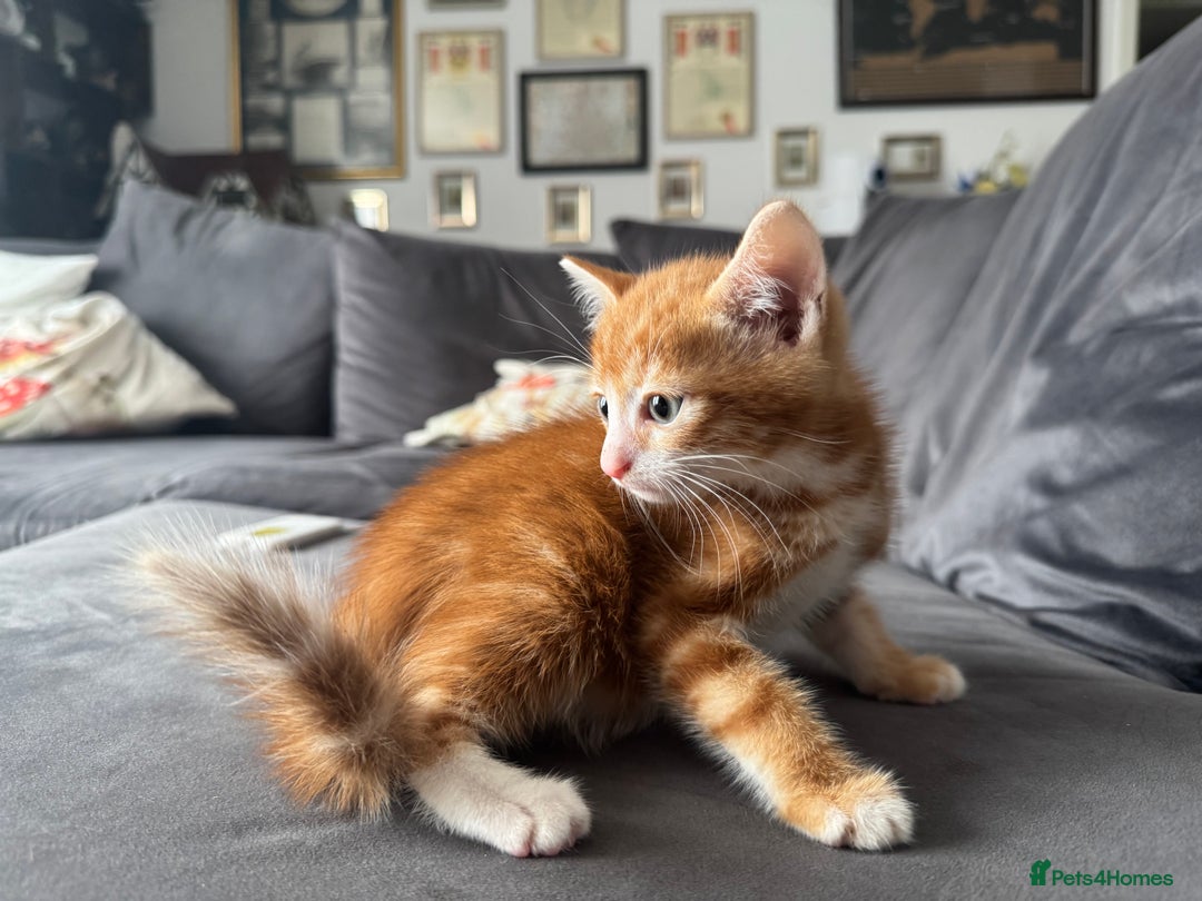British Shorthair cats for sale: Four Adorable Kittens  - Image 14