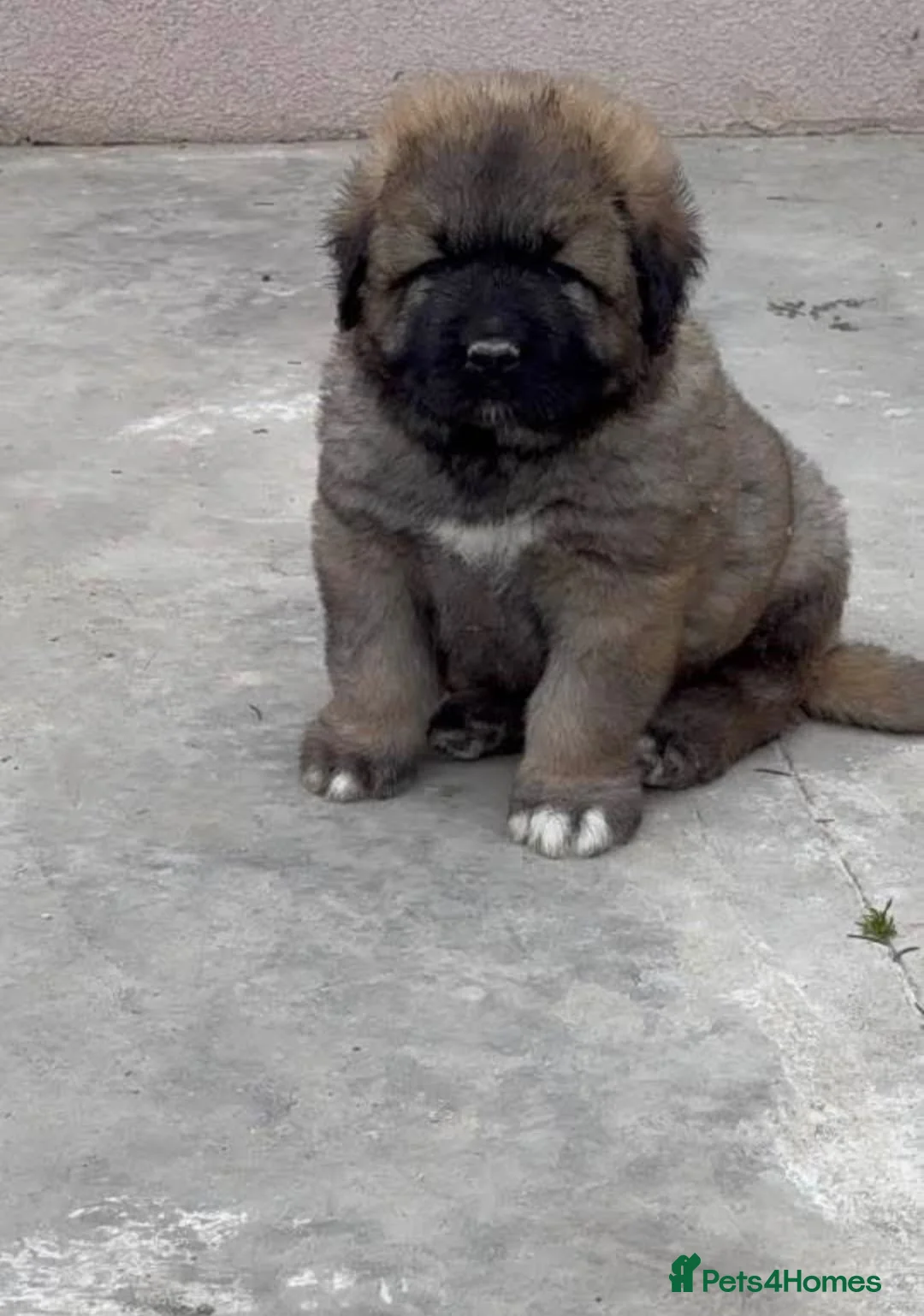Caucasian Shepherd Dog dogs for sale: Caucasian Shepard Ovcharka ❤️top of the breed ❤️ - Advert 1