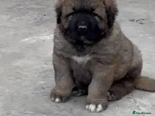 Caucasian Shepherd Dog dogs Caucasian Shepard Ovcharka ❤️top of the breed ❤️ - Advert 4