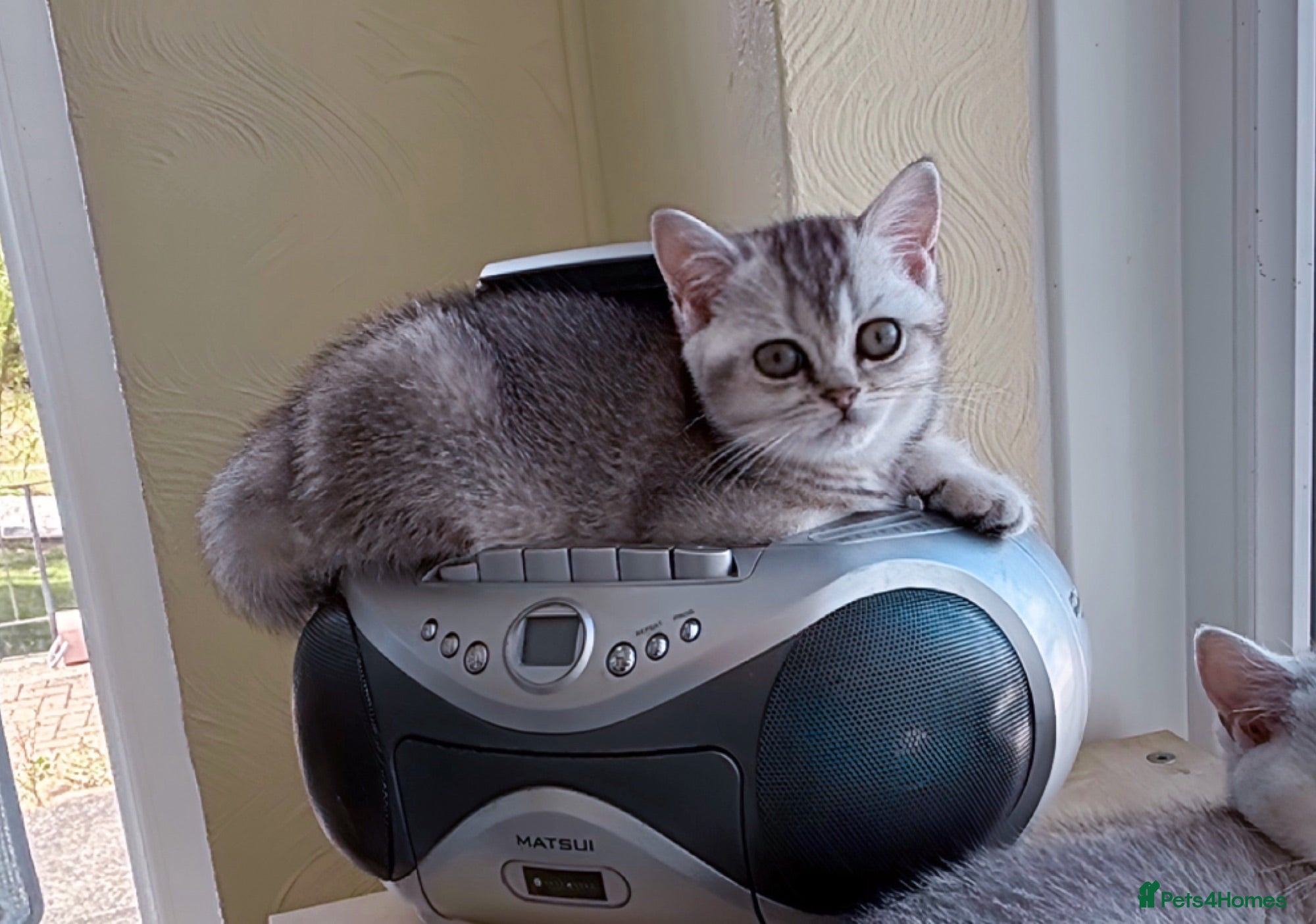 British Shorthair cats 🌟GCCF reg., Pedigree, BSH Silver chinchilla boys - Advert 3