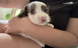 Mixed Breed dogs for sale: 2 best friends looking for their forever home  - Image 7