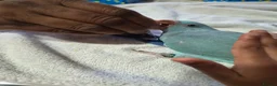 Ringnecks birds for sale: Hand-Reared Baby Indian Ringnecks for Sale - Advert 5