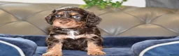Cocker Spaniel dogs for sale: Kc Reg  Cocker Spaniel Puppies Health Tested - Advert 30