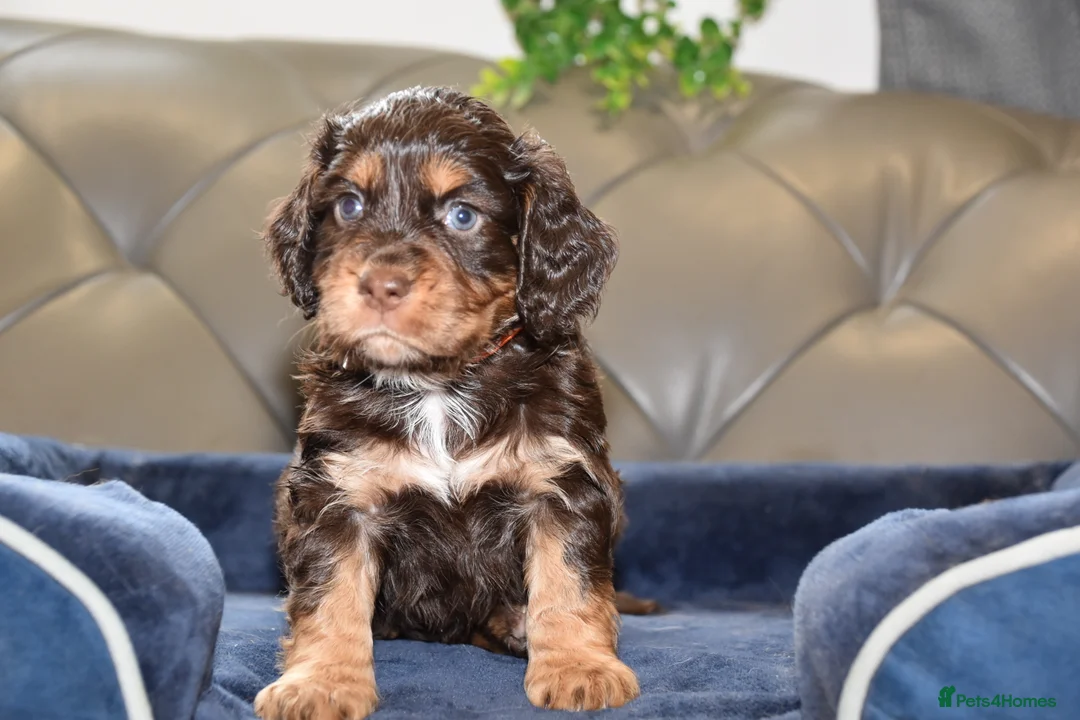 Cocker Spaniel dogs for sale: Kc Reg  Cocker Spaniel Puppies Health Tested - Advert 30