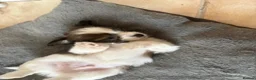 Chorkie dogs for sale: Miniature chorkies  - Advert 7