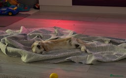 French Lop rabbits for sale: Lop bunny - Image 2