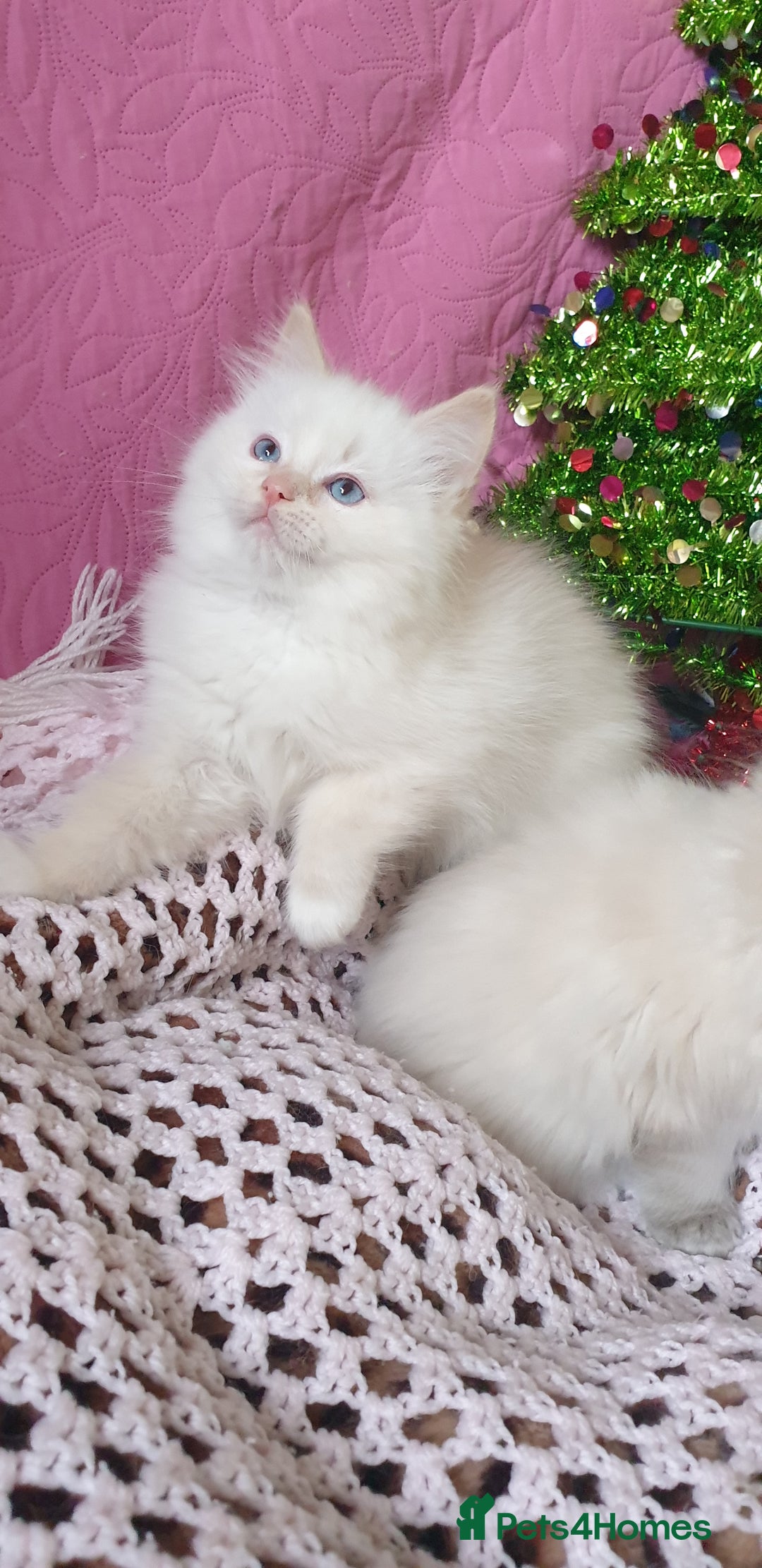 Ragdoll cats for sale: 💗Stunning GCCF registered Ragdoll Kittens. - Advert 10