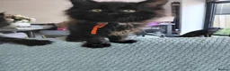 Maine Coon cats for sale: Ticca Black smoke x 3 male maine coons.  - Advert 12