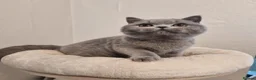 British Shorthair cats for sale: Stunning British Shorthair & Longhair Kittens  - Advert 9