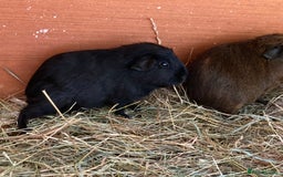 Guinea Pig rodents for sale: Beautiful mix of baby male Guineapigs dal Cali ect - Image 10