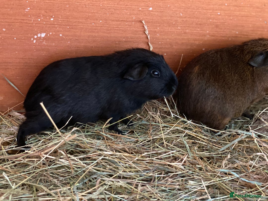Guinea Pig rodents for sale: Beautiful mix of baby male Guineapigs dal Cali ect - Image 10