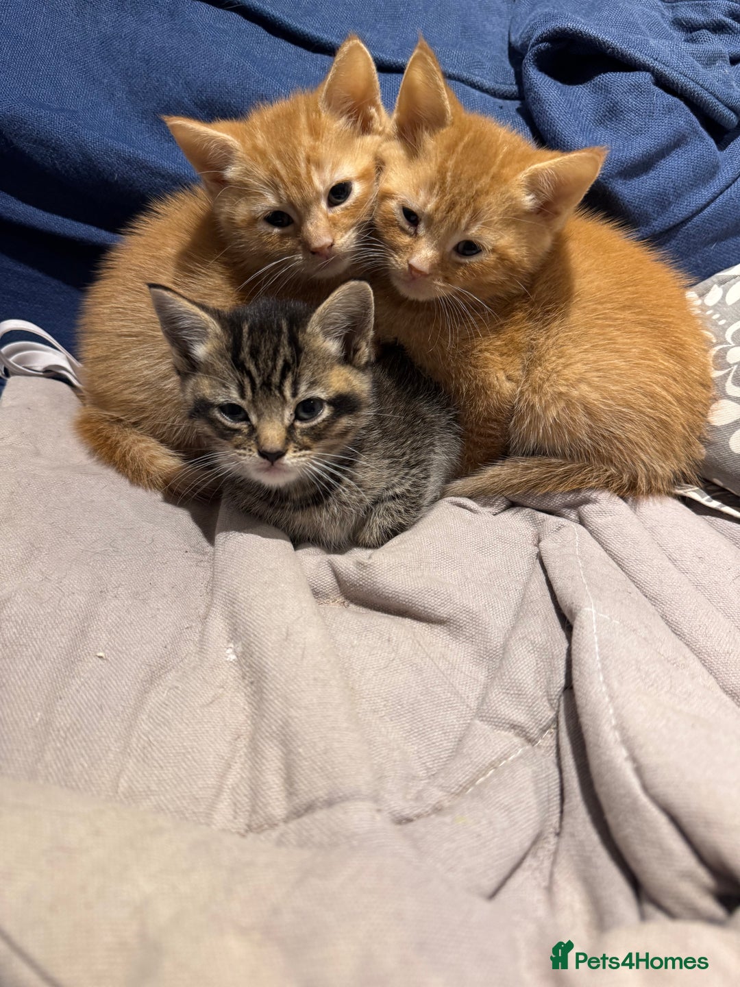 British Longhair cats for sale: 2 Ginger Males and one Torty/tabby girl - Advert 1