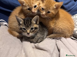 British Longhair cats 2 Ginger Males and one Torty/tabby girl - Advert 3