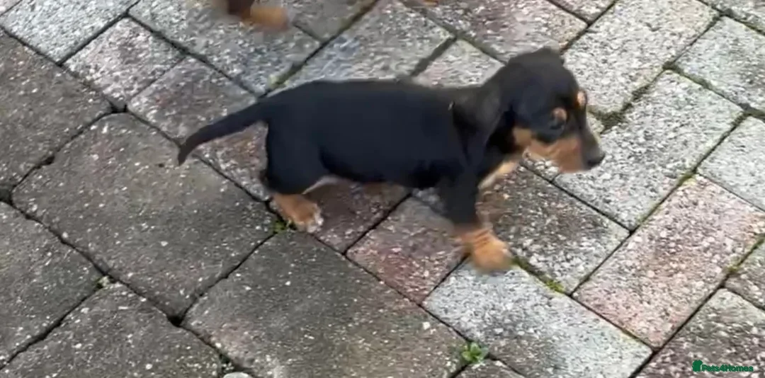 Dachshund dogs for sale: KC PRA Miniature smooth hair dachshund puppies  - Image 22