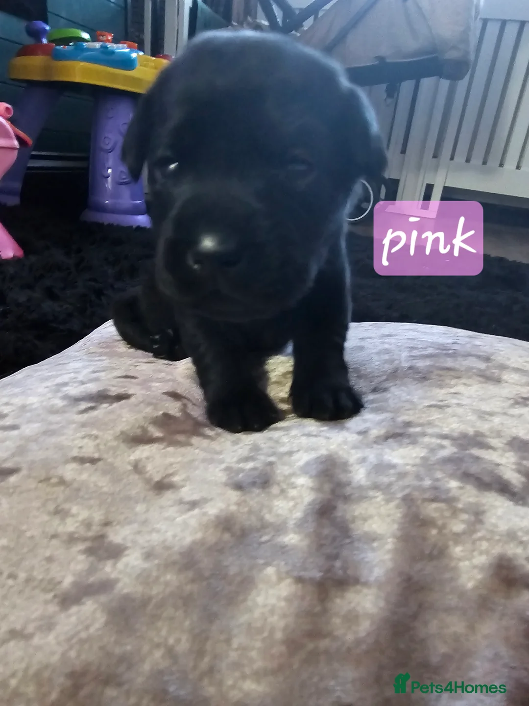 Labrador Retriever dogs for sale: Labradors  - Advert 2