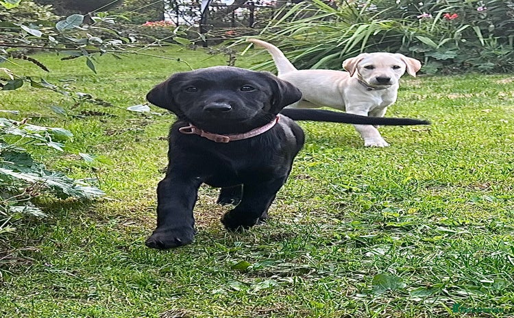 Labrador Retriever dogs - Advert 3
