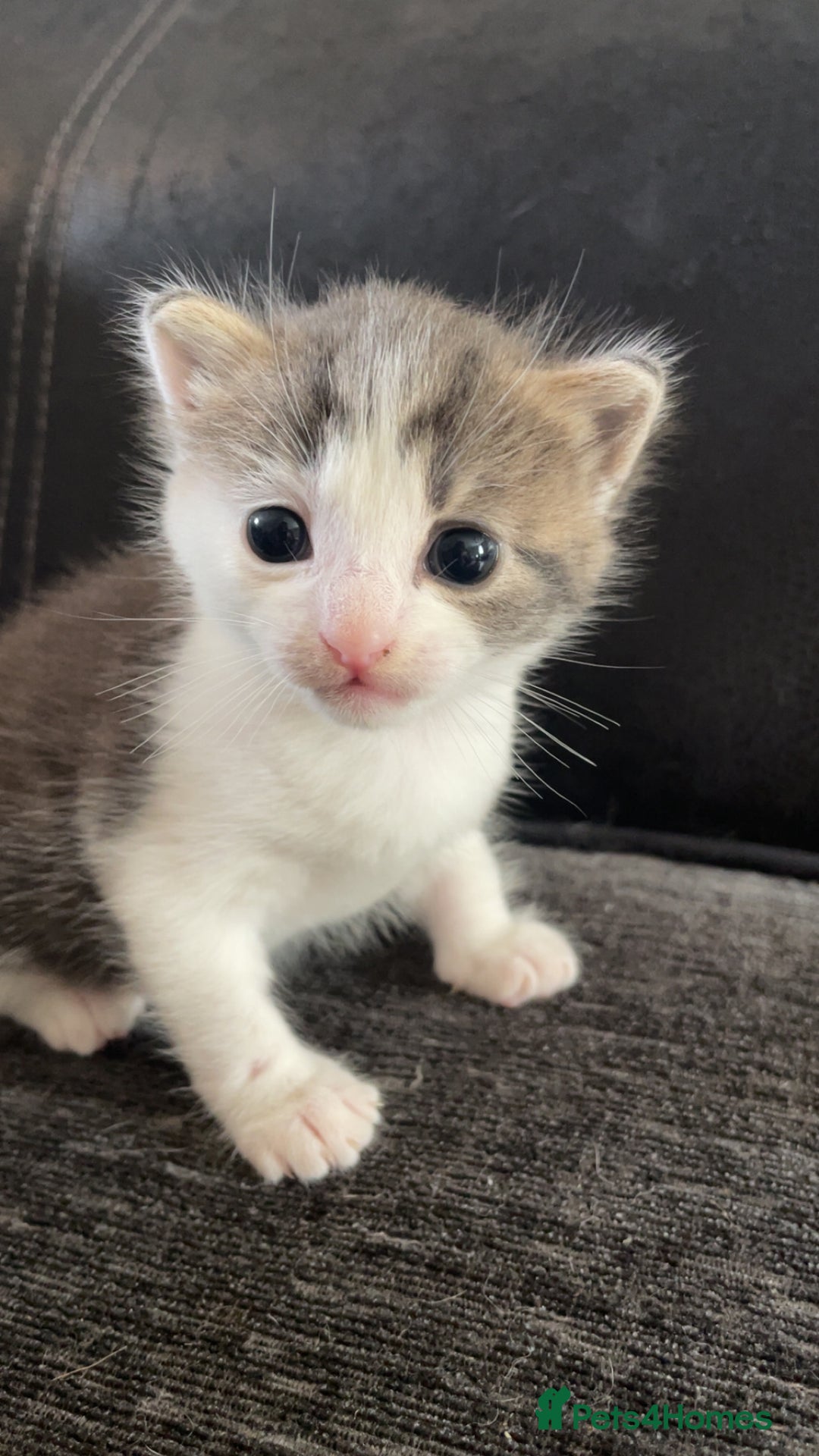 Mixed Breed cats for sale: Silver tabby and white male - Image 2