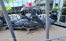 Pigeons birds for sale: Baby and adult racing Pigeons  - Image 25