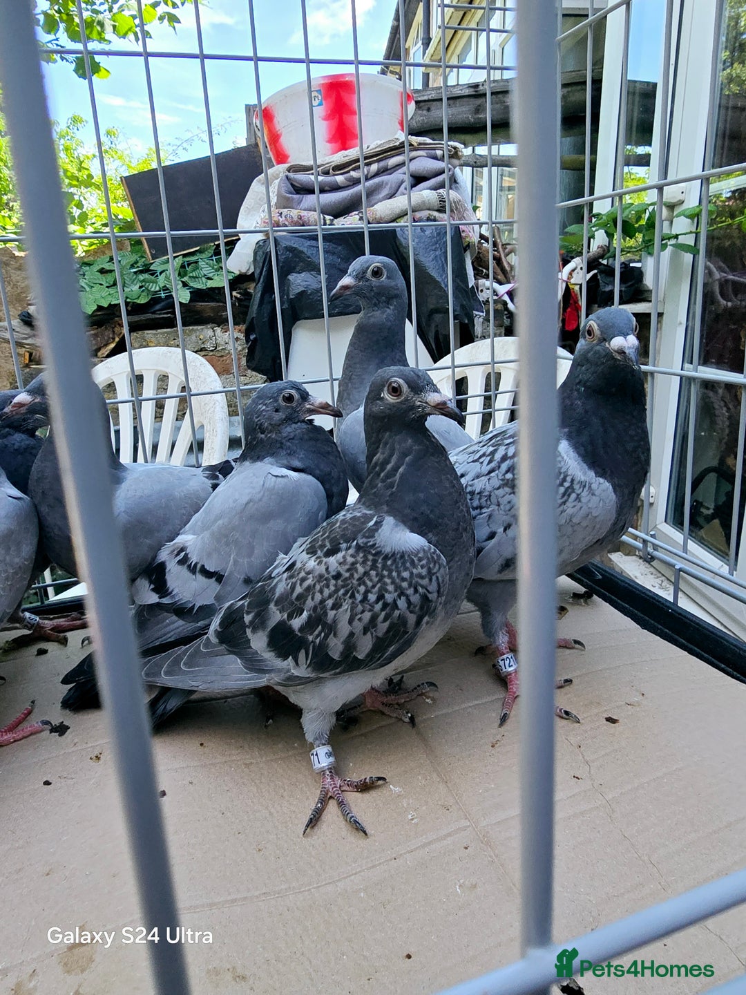 Pigeons birds for sale: Baby and adult racing Pigeons  - Image 25
