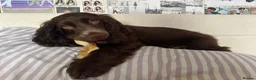 Cocker Spaniel dogs for sale: Gorgeous cocker spaniel  in Runcorn - Advert 3