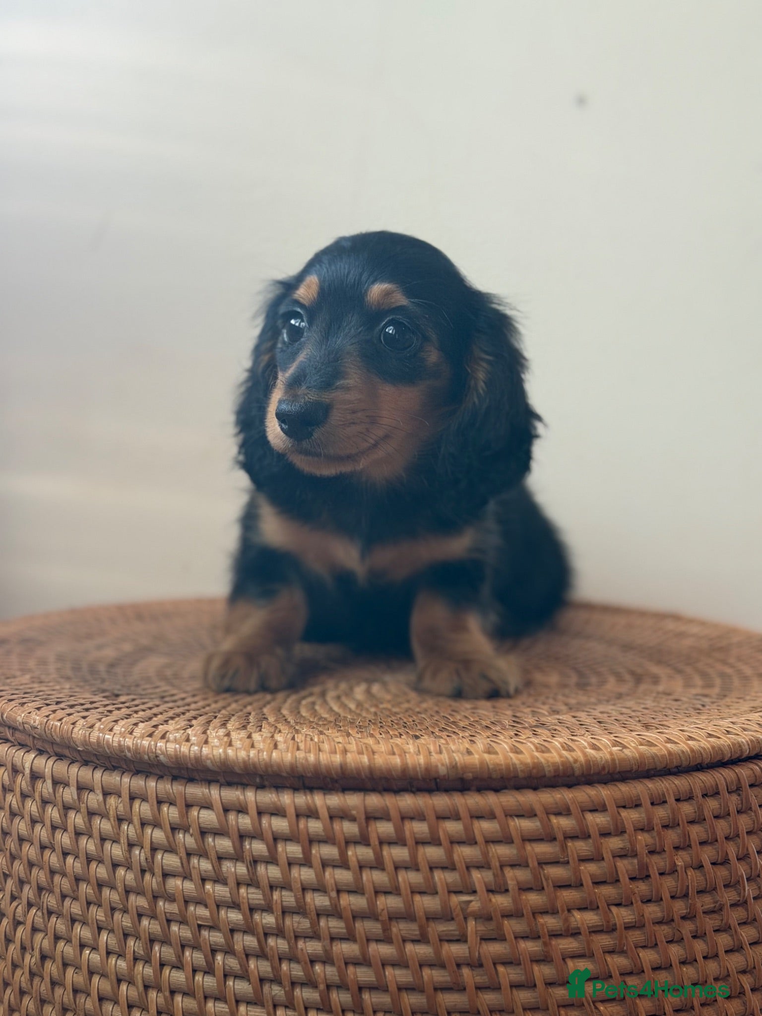 Miniature Dachshund dogs Miniature longhaired girls 2 left  - Advert 12