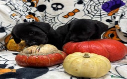 Labrador Retriever dogs for sale: Labrador pups - Image 9