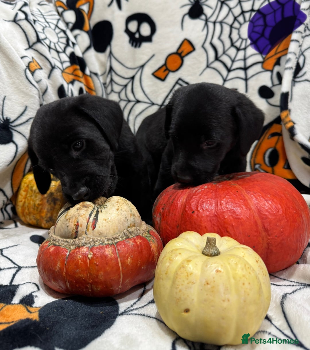 Labrador Retriever dogs for sale: Labrador pups - Image 9