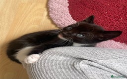 American Shorthair cats for sale: 4 male kittens for sale! - Image 26