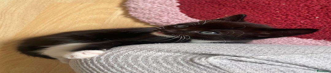 Kitten 4