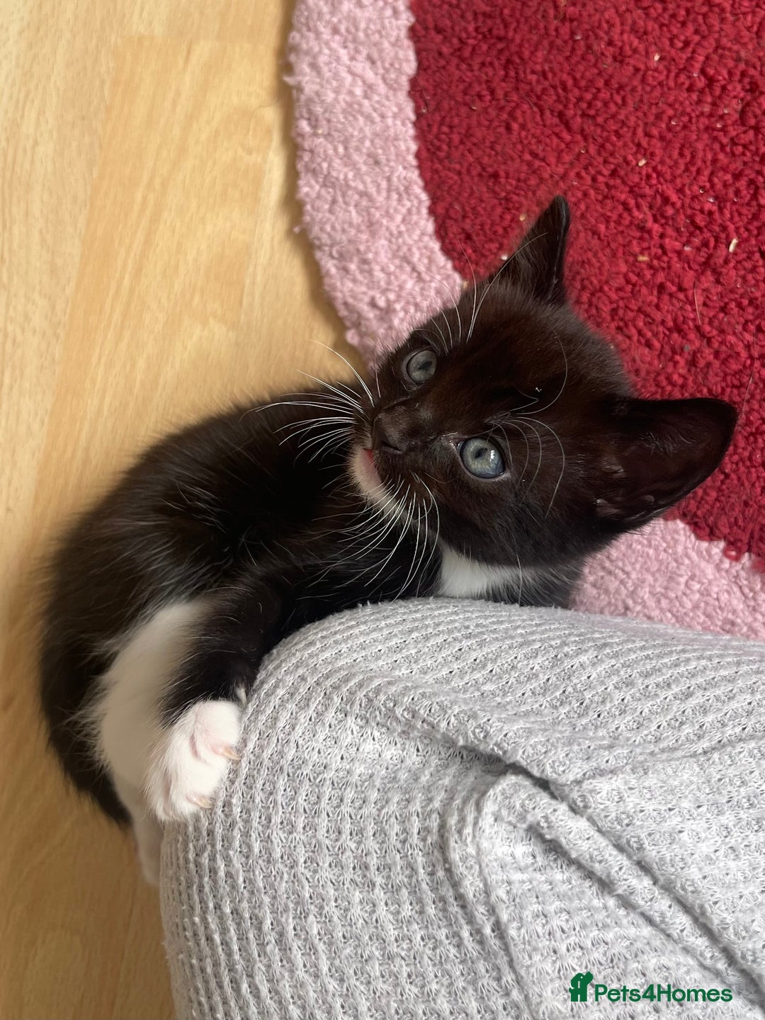 American Shorthair cats for sale: 4 male kittens for sale! - Image 26