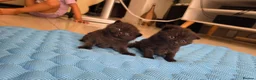 Scottish Fold cats for sale: Scottish fold kittens  in Manchester - Advert 11