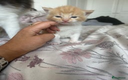 Domestic Shorthair cats for sale: Beautiful kittens ❤️❤️ - Image 19