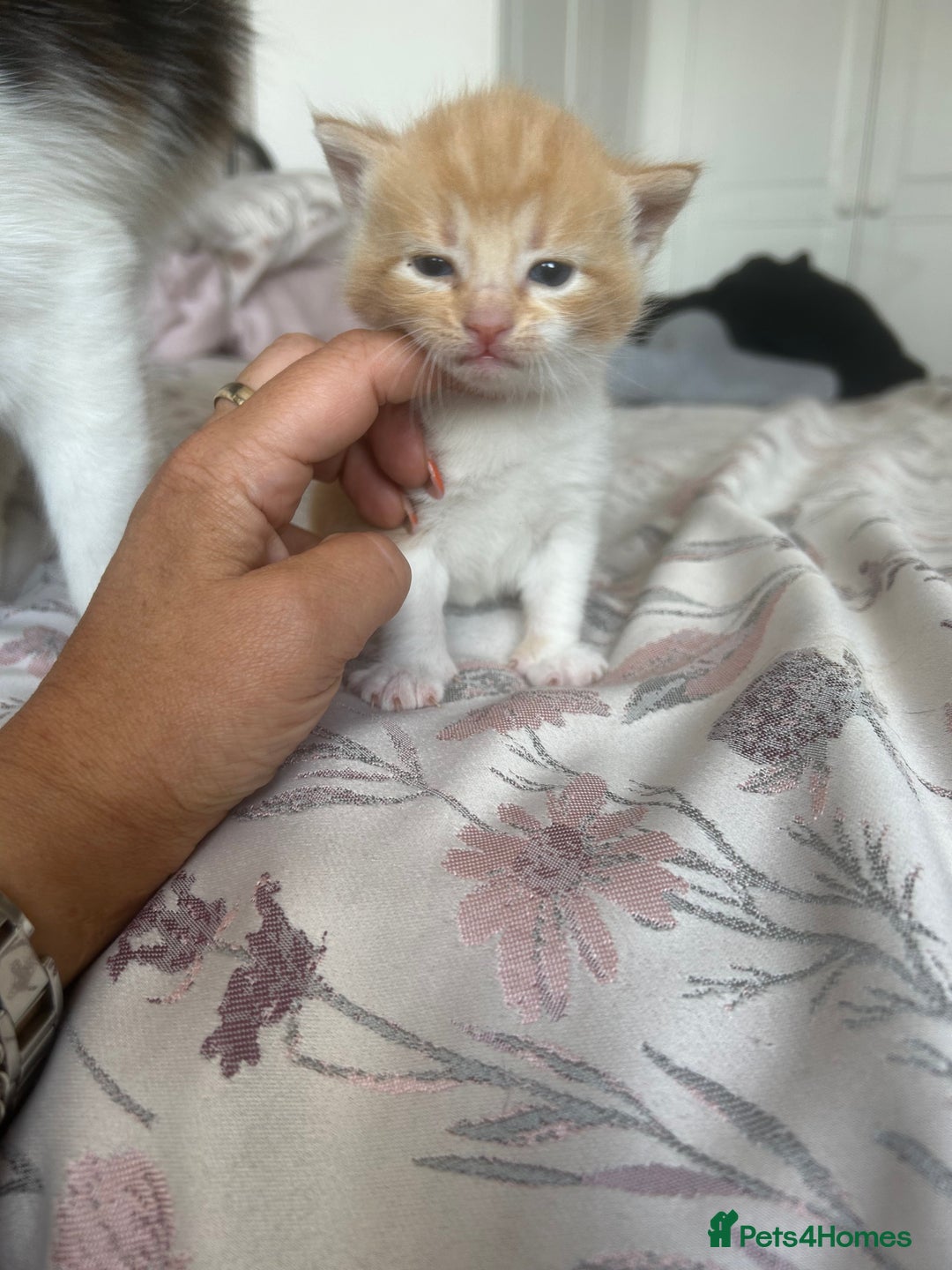 Domestic Shorthair cats for sale: Beautiful kittens ❤️❤️ - Image 19