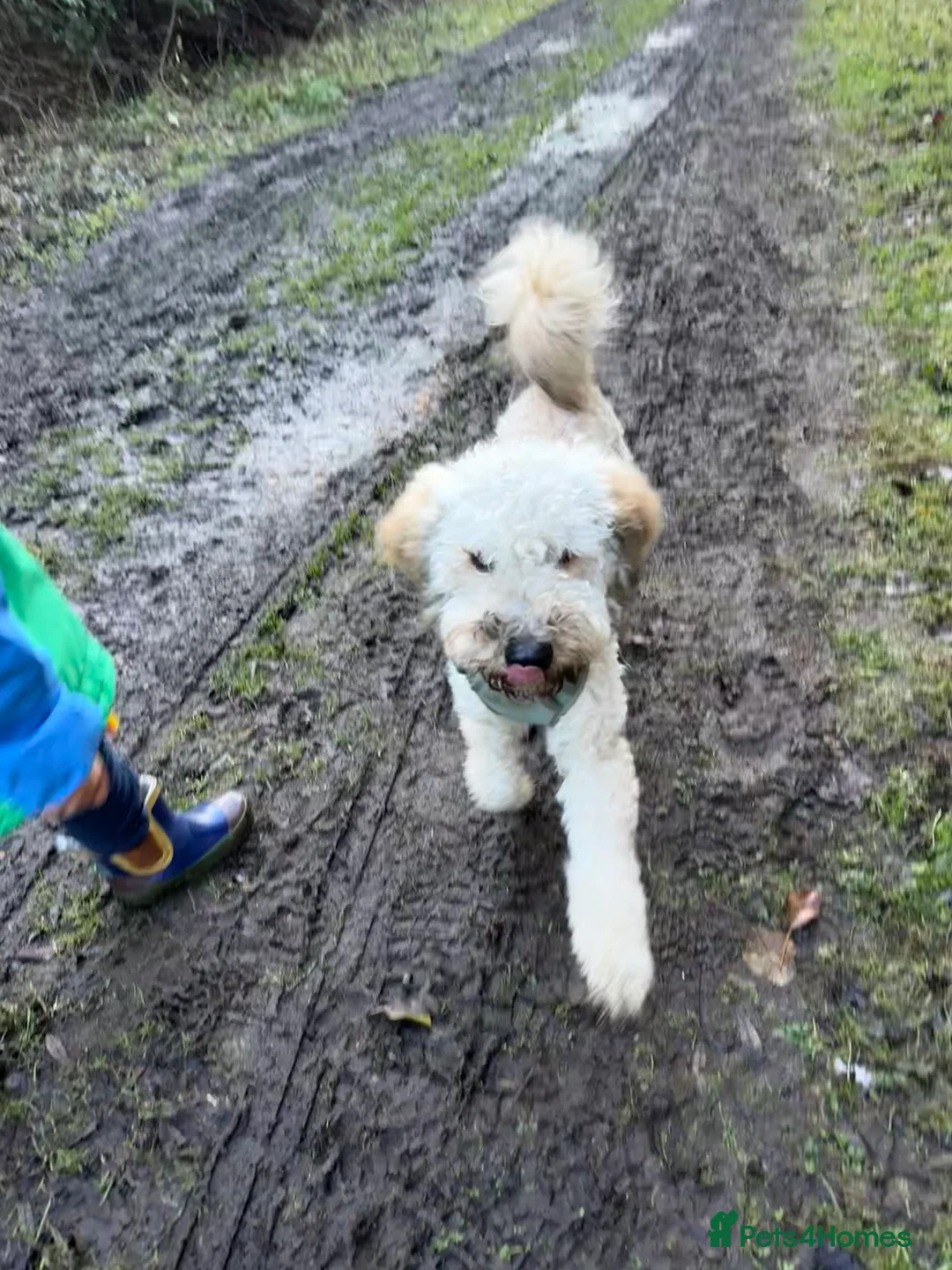 Miniature Poodle dogs for sale: Dog for sale  - Advert 1