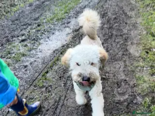 Miniature Poodle dogs Dog for sale - Advert 1