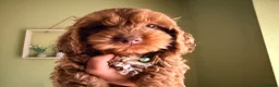 Cockapoo dogs for sale: F1 Cute Fluffy Pups ready to Go Home  - Advert 5
