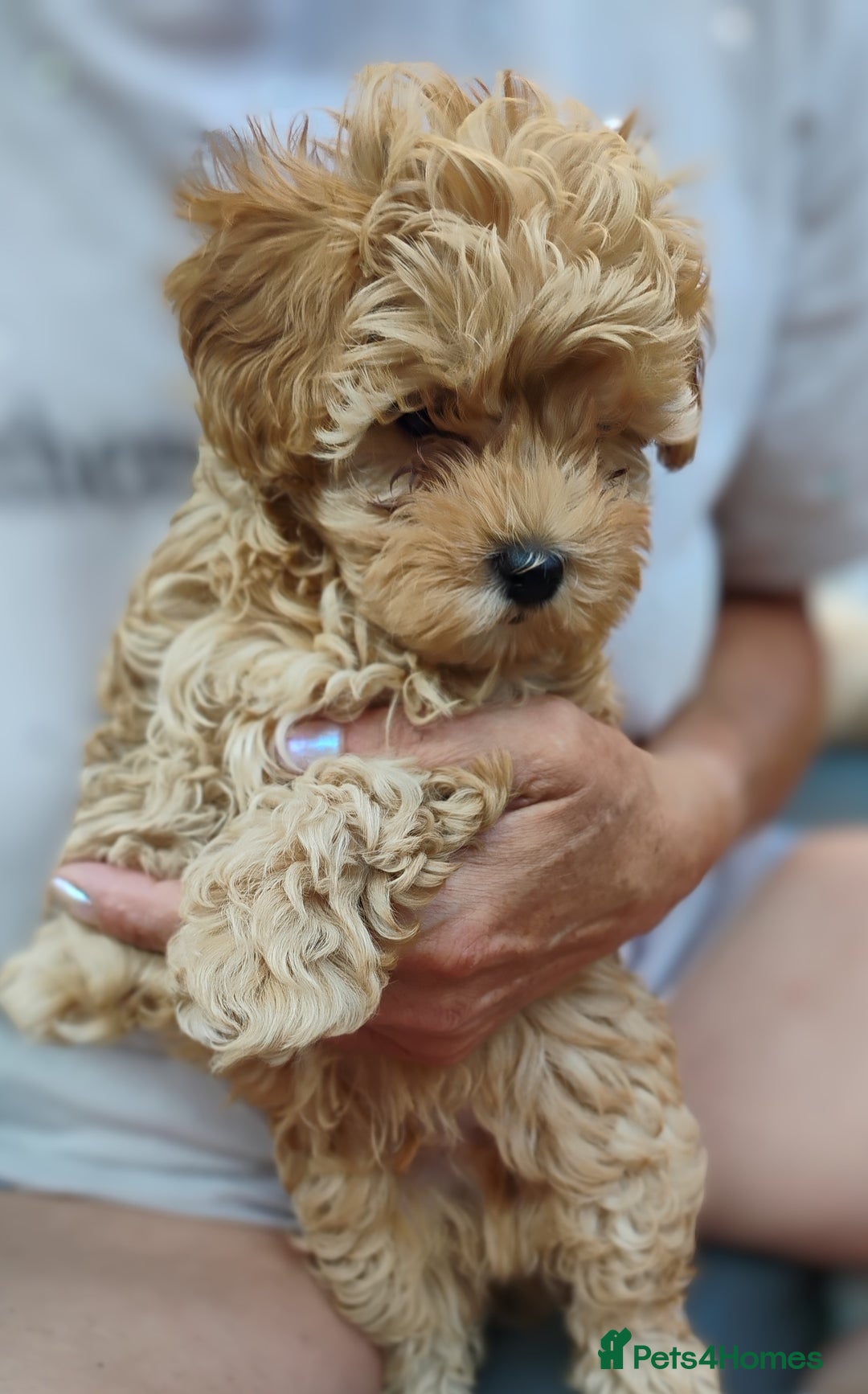Maltipoo dogs for sale: Beautiful Maltipoo boys for sale 🐾 - Image 14