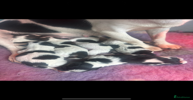 Jack Russell dogs - Advert 9