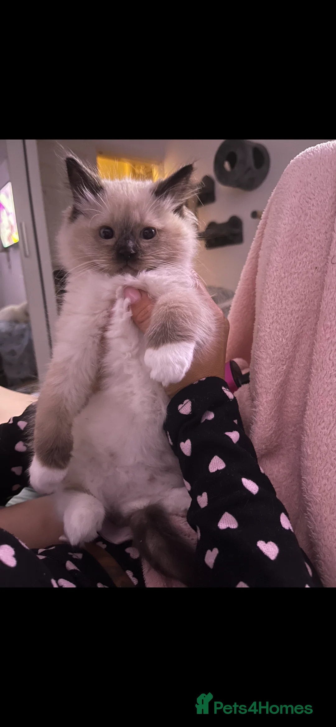 Ragdoll cats for sale: Ragdoll Male For Sale  in Gravesend - Advert 6