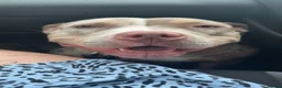 American Bully dogs for sale: Vivienne 3 year old pocket bully  - Advert 11
