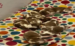 Cavalier King Charles Spaniel dogs for stud: Blenheim health tested stud ( not for sale ) in Glossop - Image 4